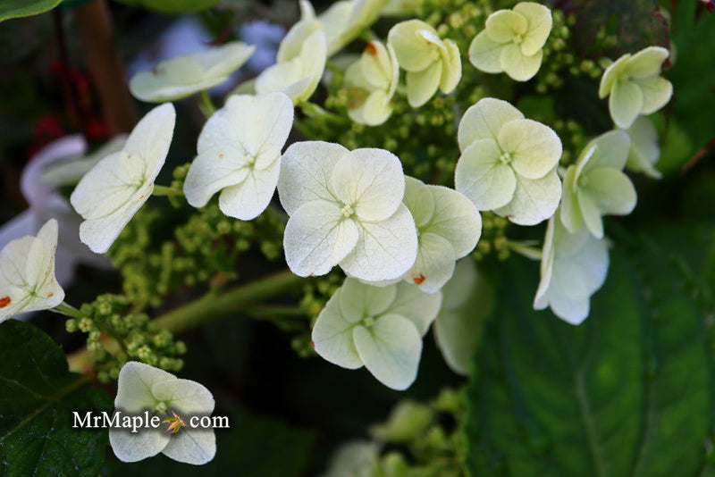 - Hydrangea quercifolia 'Ruby Slippers' Red Blooms Oakleaf Hydrangea - Mr Maple │ Buy Japanese Maple Trees
