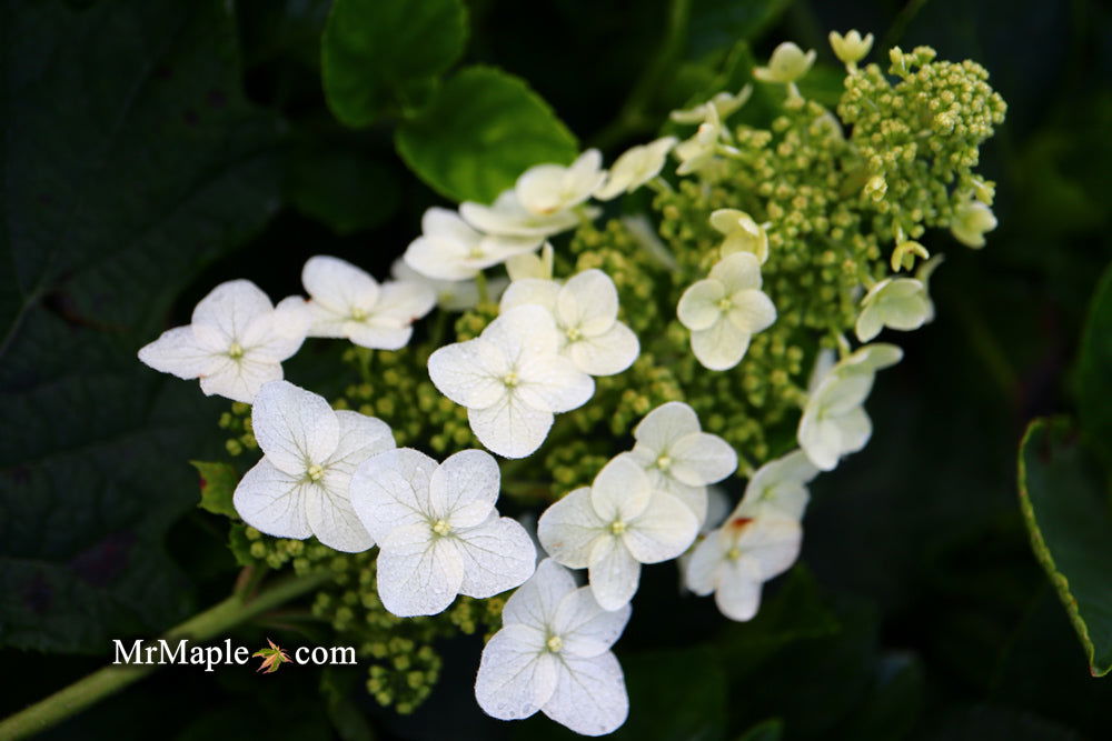 Mr Maple Hydrangea quercifolia Oakleaf Hydrangea - Thumbnail 2