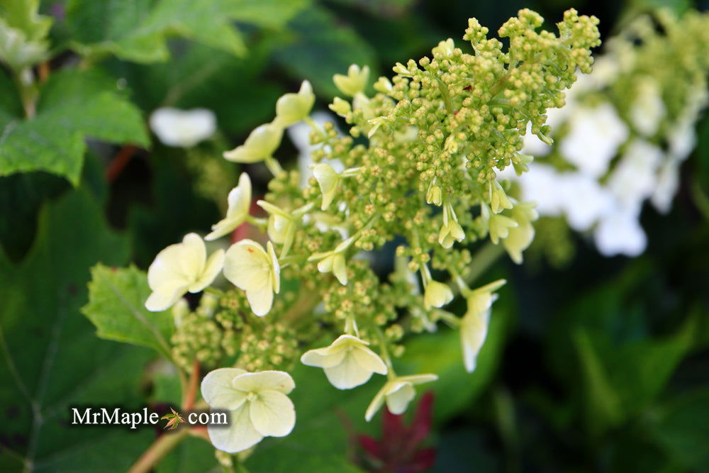 Mr Maple Hydrangea quercifolia Oakleaf Hydrangea - Thumbnail 3