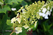 - Hydrangea quercifolia 'Ruby Slippers' Red Blooms Oakleaf Hydrangea - Mr Maple │ Buy Japanese Maple Trees