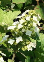 - Hydrangea quercifolia 'Sikes Dwarf ' Oakleaf Hydrangea - Mr Maple │ Buy Japanese Maple Trees