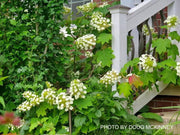 - Hydrangea quercifolia 'Sikes Dwarf ' Oakleaf Hydrangea - Mr Maple │ Buy Japanese Maple Trees