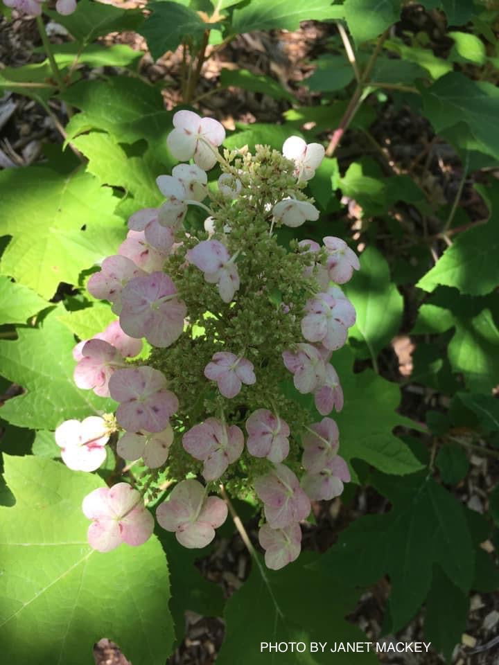 - Hydrangea quercifolia 'Sikes Dwarf ' Oakleaf Hydrangea - Mr Maple │ Buy Japanese Maple Trees