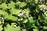 - Hydrangea quercifolia 'Sikes Dwarf ' Oakleaf Hydrangea - Mr Maple │ Buy Japanese Maple Trees