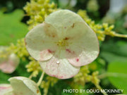 - Hydrangea quercifolia 'Sikes Dwarf ' Oakleaf Hydrangea - Mr Maple │ Buy Japanese Maple Trees