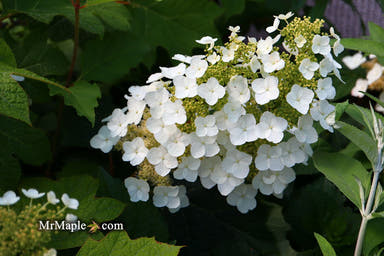 - Hydrangea quercifolia 'Snow Queen' Oakleaf Hydrangea - Mr Maple │ Buy Japanese Maple Trees