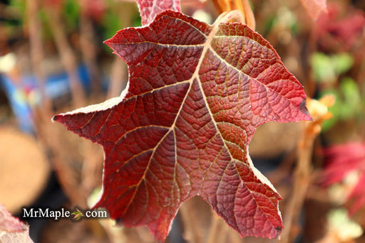 - Hydrangea quercifolia 'Snow Queen' Oakleaf Hydrangea - Mr Maple │ Buy Japanese Maple Trees