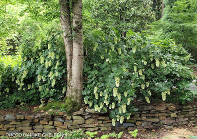 - Hydrangea quercifolia 'Snowflake' Oakleaf Hydrangea - Mr Maple │ Buy Japanese Maple Trees