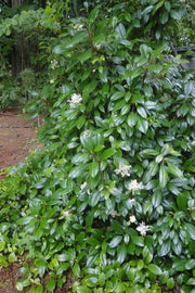 - Hydrangea seemannii Evergreen Climbing Hydrangea - Mr Maple │ Buy Japanese Maple Trees