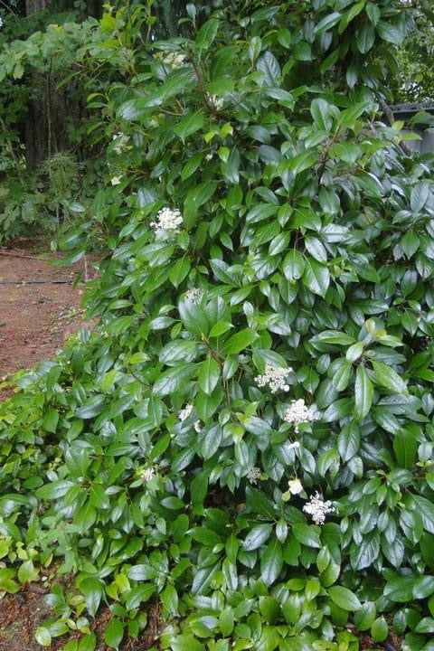 - Hydrangea seemannii Evergreen Climbing Hydrangea - Mr Maple │ Buy Japanese Maple Trees