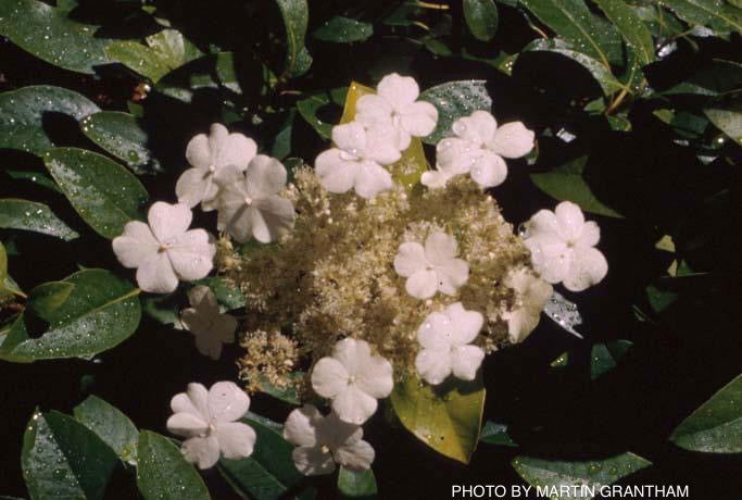 - Hydrangea seemannii Evergreen Climbing Hydrangea - Mr Maple │ Buy Japanese Maple Trees