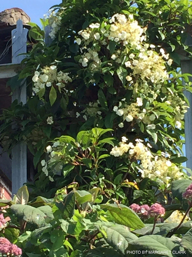- Hydrangea seemannii Evergreen Climbing Hydrangea - Mr Maple │ Buy Japanese Maple Trees