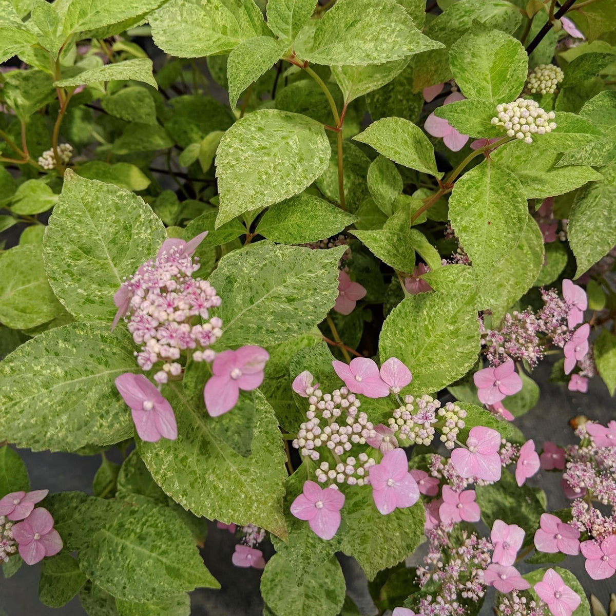 hydrangea アキレギア ヨーヨー hydrangea アキレギア ヨーヨー