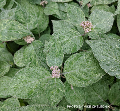 - Hydrangea serrata 'Kokonoe-yama' Variegated Japanese Mountain Hydrangea - Mr Maple │ Buy Japanese Maple Trees