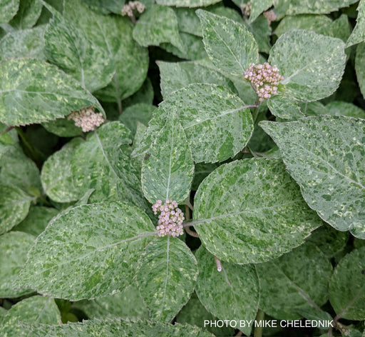 '- Hydrangea serrata 'Kokonoe-yama' Variegated Japanese Mountain Hydrangea - Mr Maple │ Buy Japanese Maple Trees