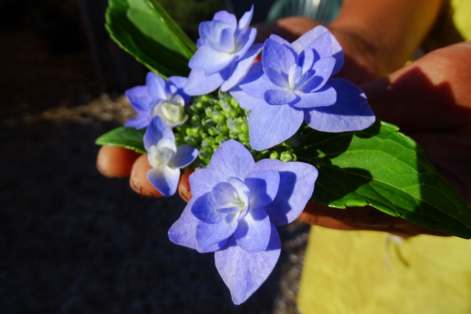 miyaさん苗 希少命名株　Haku Buy Hydrangea serrata 'Miyama Yae Murasaki' Japanese Mountain