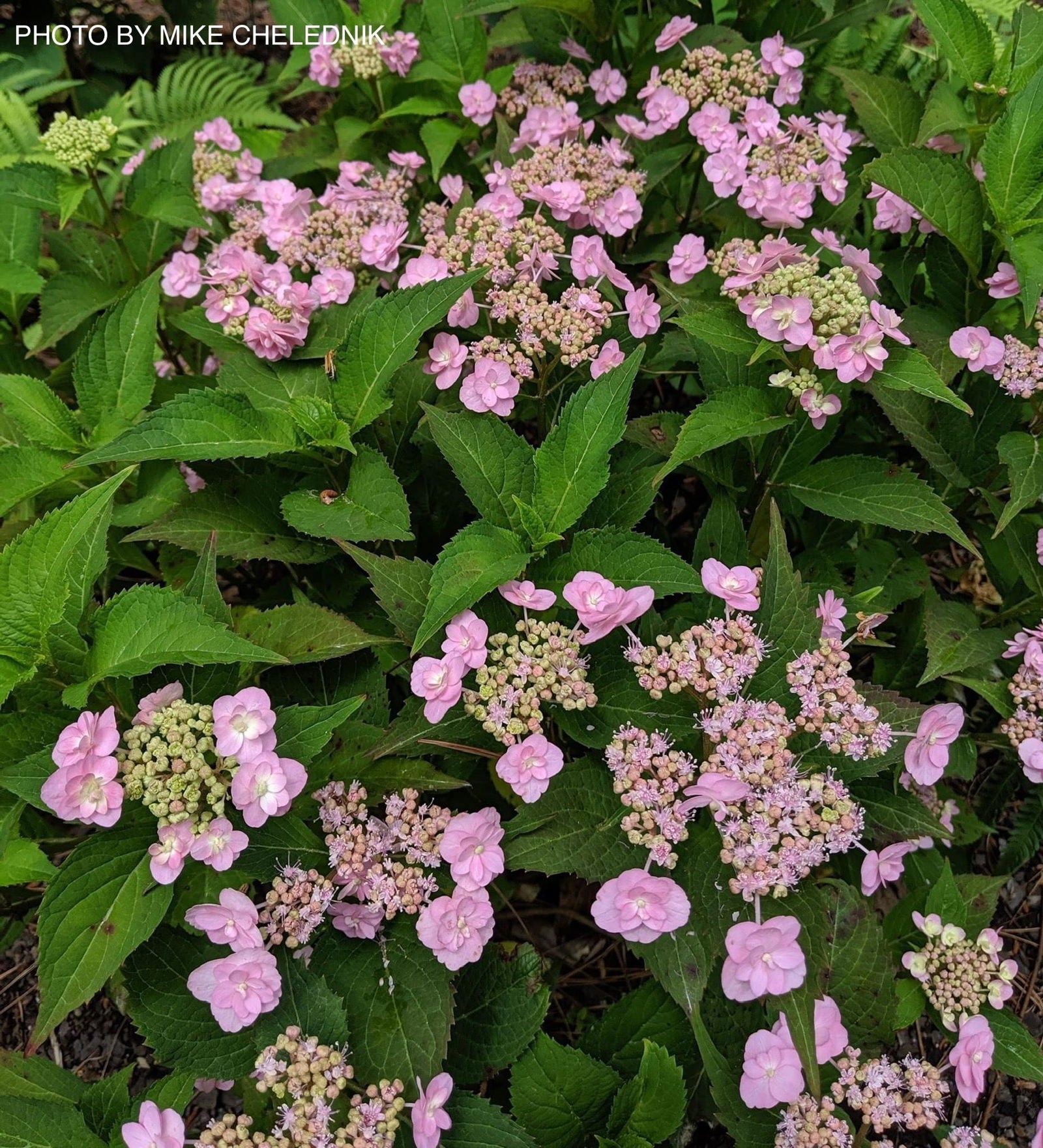Buy Hydrangea serrata 'Miyama Yae Murasaki' Japanese Mountain