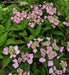 '- Hydrangea serrata 'Miyama yae murasaki' Japanese Mountain Hydrangea - Mr Maple │ Buy Japanese Maple Trees