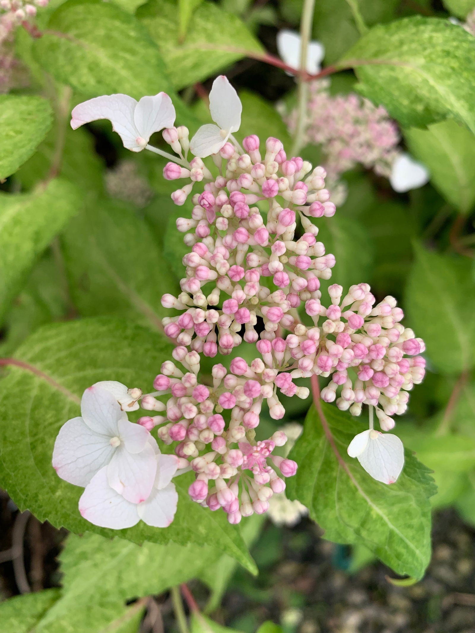 Mr Maple Hydrangea serrata O amacha nishiki - Thumbnail 3