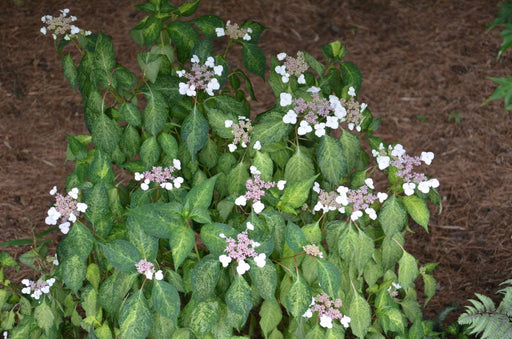 - Hydrangea serrata 'O amacha nishiki' Variegated Japanese Mountain Hydrangea - Mr Maple │ Buy Japanese Maple Trees