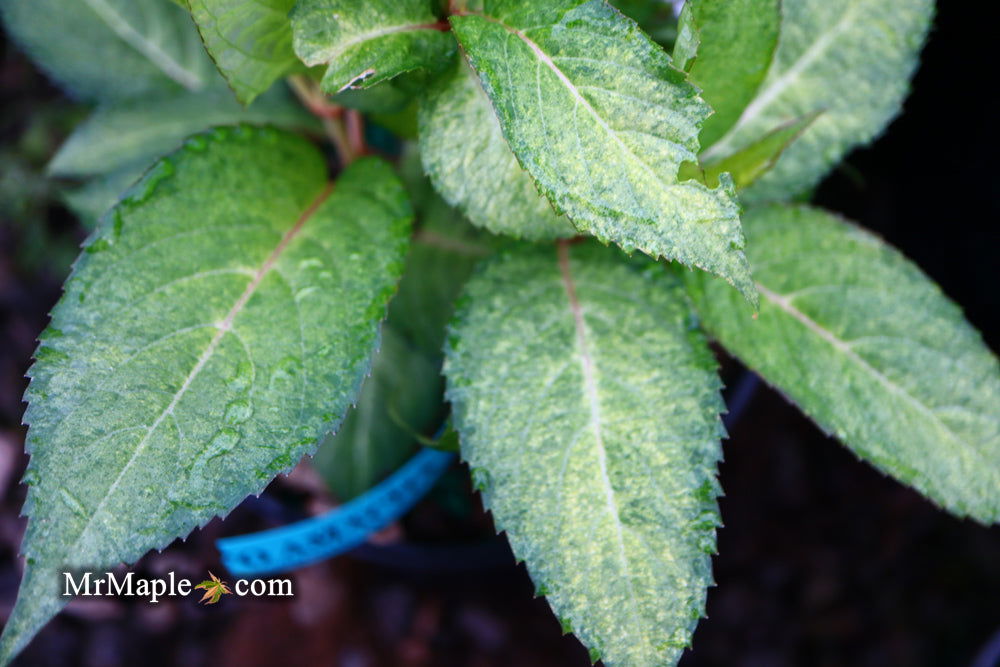 Mr Maple Hydrangea serrata Kokonoe-yama - Thumbnail 5