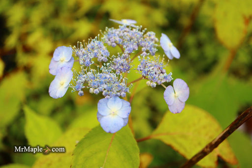 '- Hydrangea serrata 'Yae-no-amacha' Japanese Mountain Hydrangea - Mr Maple │ Buy Japanese Maple Trees