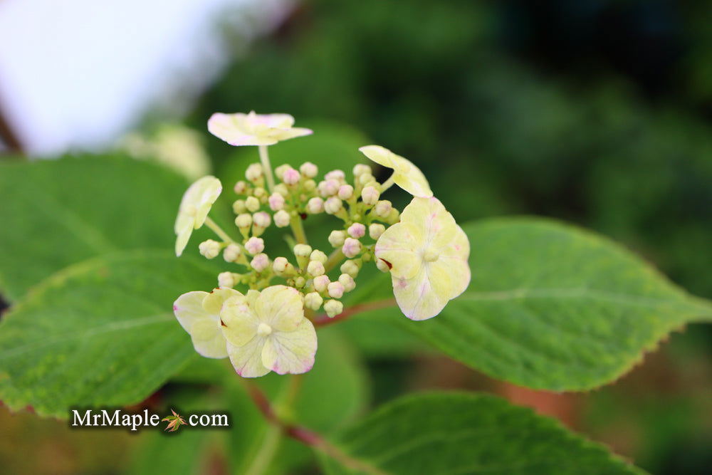 Mr Maple Hydrangea serrata Yae-no-amacha - Thumbnail 4
