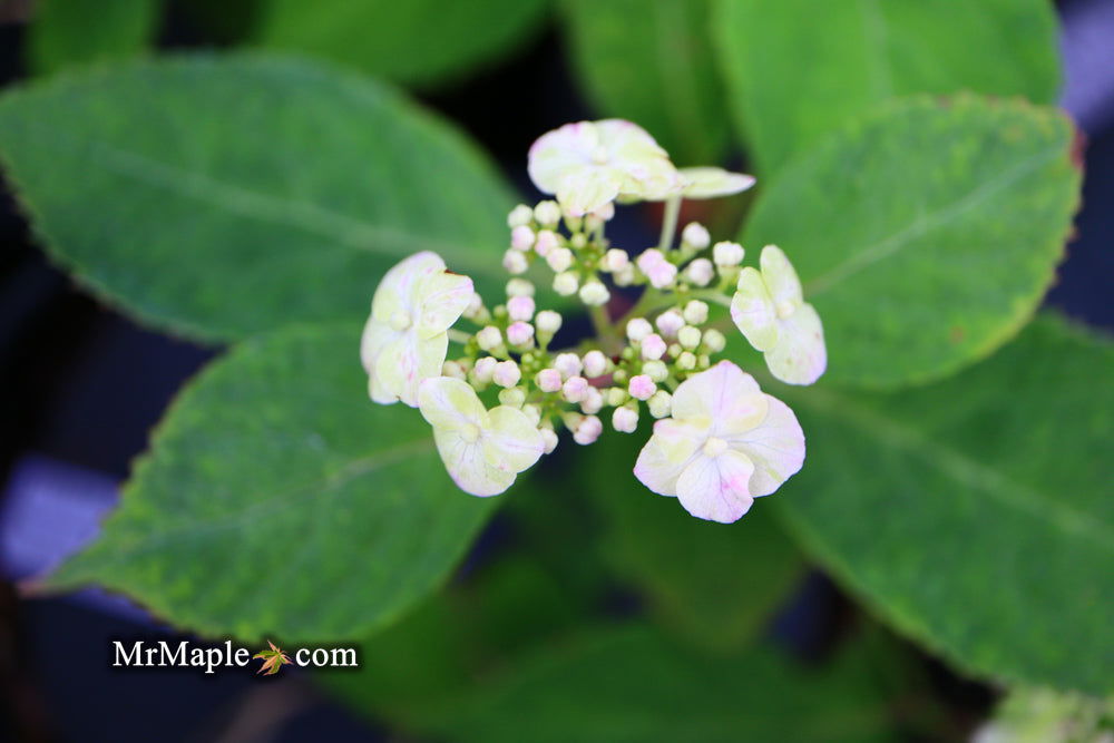 Mr Maple Hydrangea serrata Yae-no-amacha - Thumbnail 5