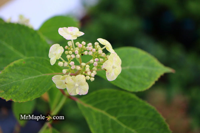 - Hydrangea serrata 'Yae-no-amacha' Japanese Mountain Hydrangea - Mr Maple │ Buy Japanese Maple Trees
