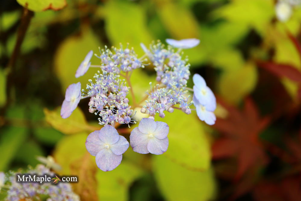 Mr Maple Hydrangea serrata Yae-no-amacha - Thumbnail 2