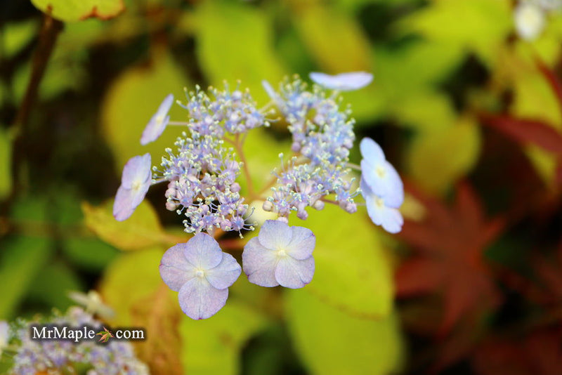 - Hydrangea serrata 'Yae-no-amacha' Japanese Mountain Hydrangea - Mr Maple │ Buy Japanese Maple Trees