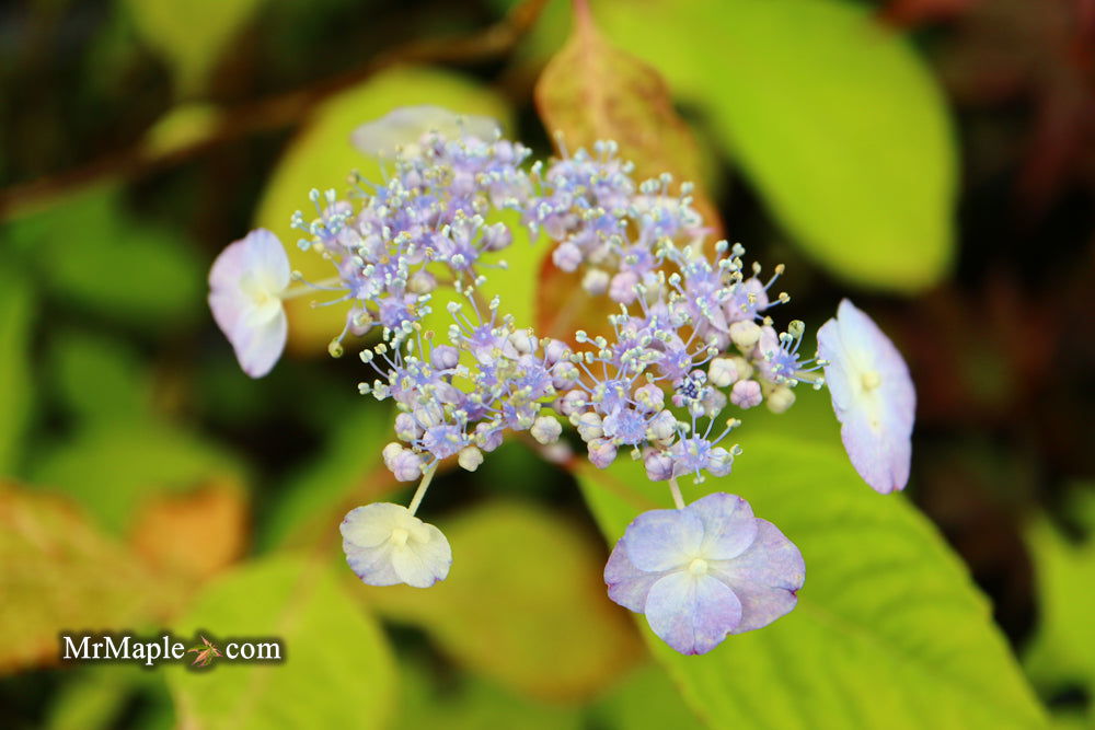 Mr Maple Hydrangea serrata Yae-no-amacha