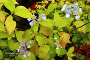 - Hydrangea serrata 'Yae-no-amacha' Japanese Mountain Hydrangea - Mr Maple │ Buy Japanese Maple Trees