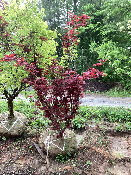 - FOR PICKUP ONLY | Acer palmatum 'Purple Ghost' Japanese Maple | DOES NOT SHIP - Mr Maple │ Buy Japanese Maple Trees