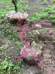 - FOR PICK UP ONLY | Acer palmatum 'Orangeola' Japanese Maple | DOES NOT SHIP - Mr Maple │ Buy Japanese Maple Trees