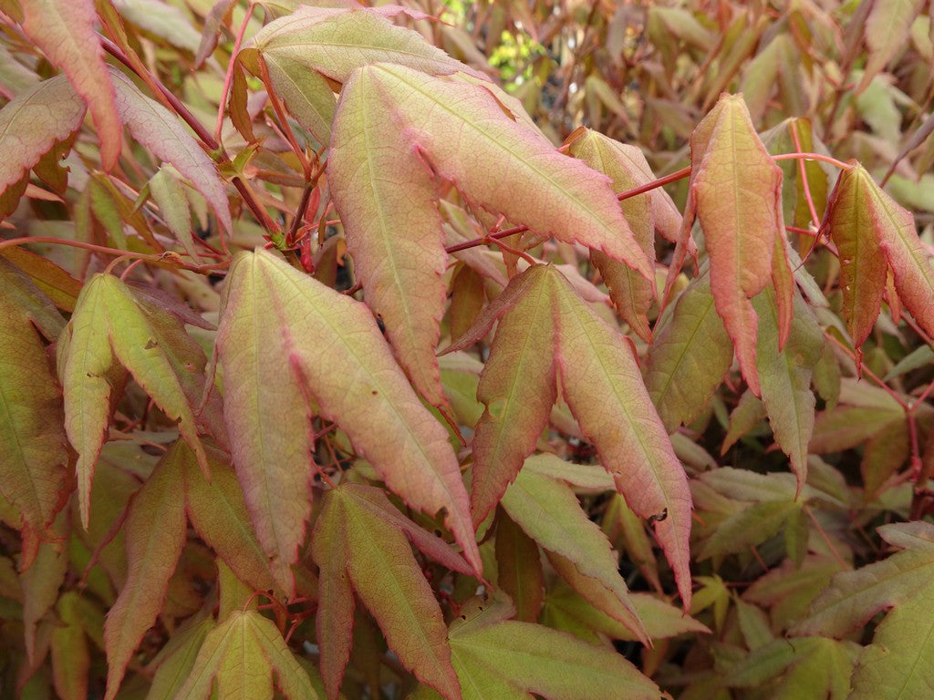 Buy Acer palmatum 'Mystic Jewel' Japanese Maple — Mr Maple │ Buy