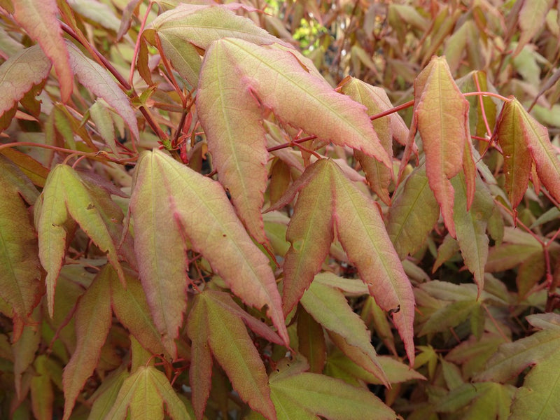 - Acer oliverianum x 'Mystic Jewel' Japanese Maple - Mr Maple │ Buy Japanese Maple Trees
