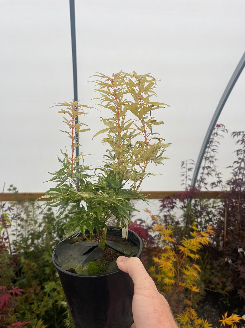 - Acer palmatum 'Snow Kitten' Japanese Maple - Mr Maple │ Buy Japanese Maple Trees