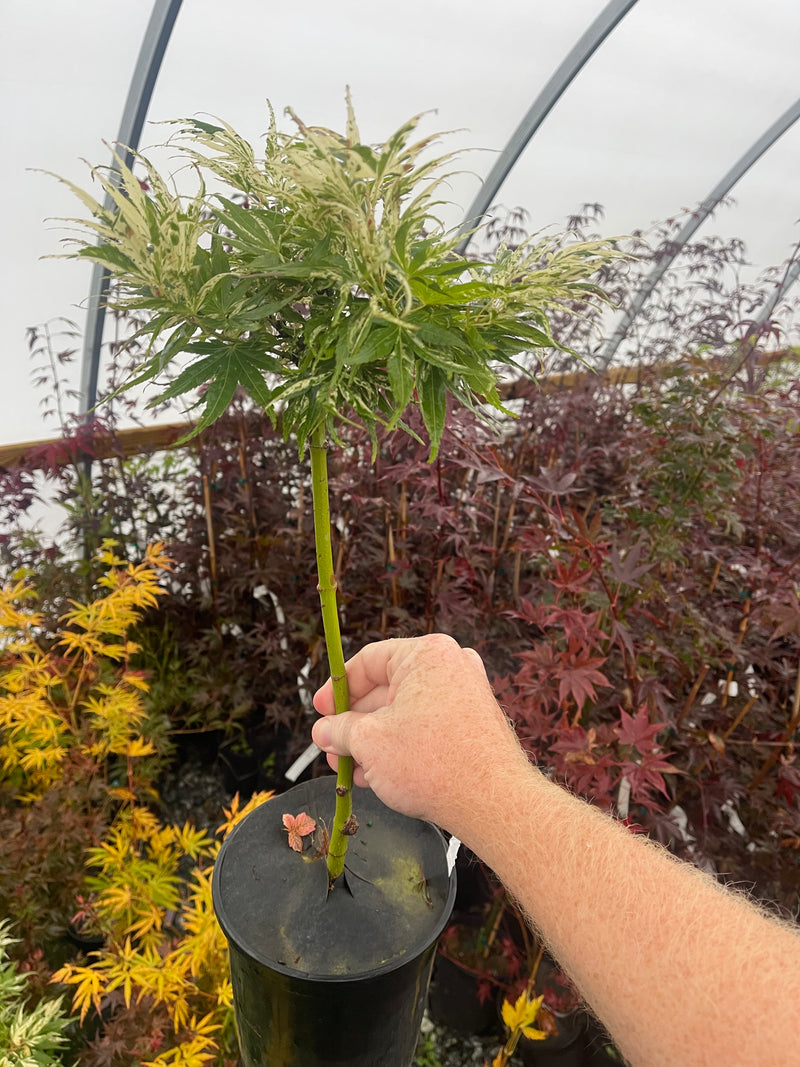 - Acer palmatum 'Snow Kitten' Japanese Maple - Mr Maple │ Buy Japanese Maple Trees