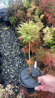 - Acer palmatum 'Snow Kitten' Japanese Maple - Mr Maple │ Buy Japanese Maple Trees