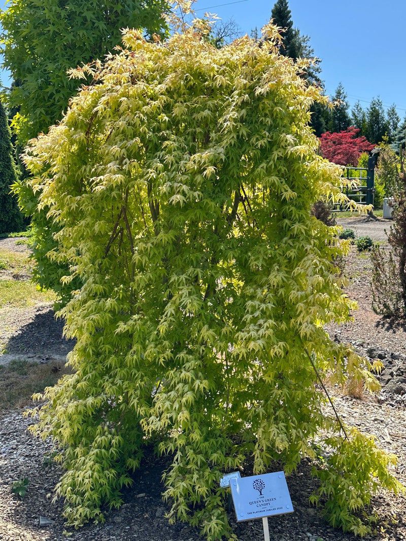 Acer palmatum 'Golden Falls' Weeping Golden Japanese Maple