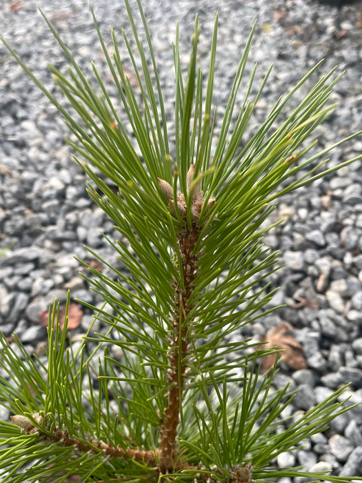 Pinus thunbergii 'Green Elf' Dwarf Japanese Black Pine Tree