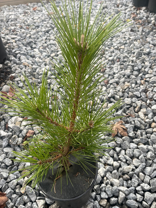 Pinus thunbergii 'Green Elf' Dwarf Japanese Black Pine Tree