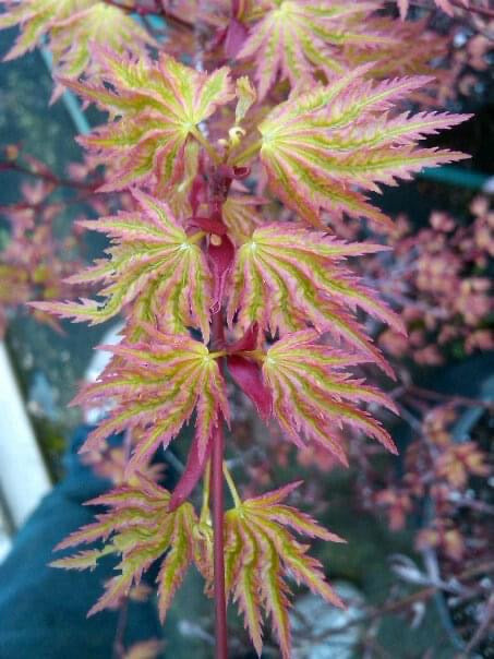 Acer palmatum 'Pink Flame' Japanese Maple