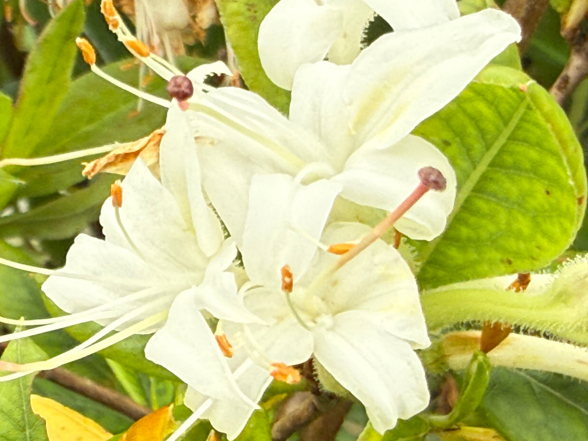 Buy Azalea 'Summer Snowball' Evergreen White Azalea — Mr Maple