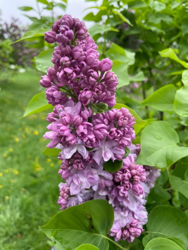 Syringa vulgaris ‘Katherine Havemeyer' Lilac Tree