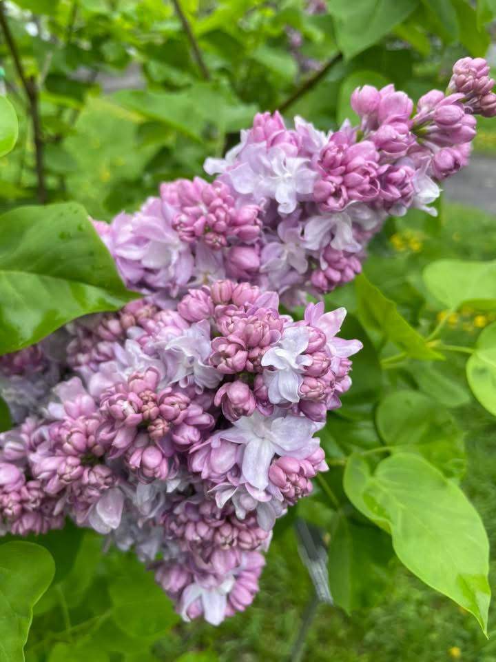 Syringa vulgaris ‘Katherine Havemeyer' Lilac Tree