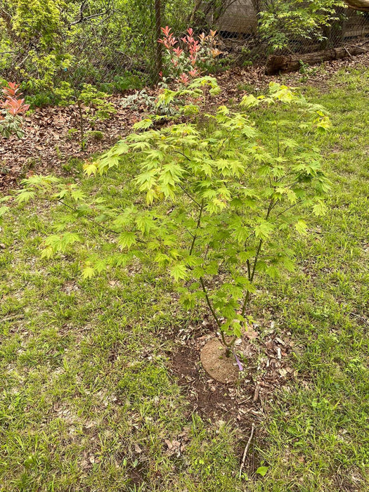 Acer shirasawanum 'Magic Moon' Japanese Maple