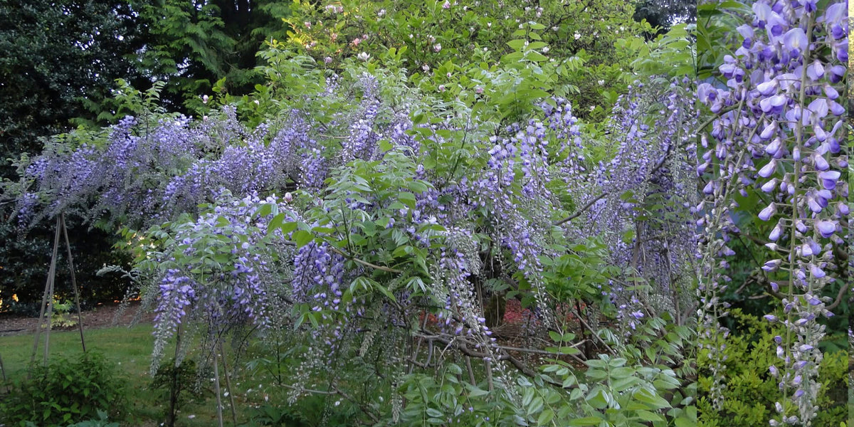 Buy Wisteria floribunda 'Anwen' Lavender Japanese Wisteria — Mr Maple │ Buy  Japanese Maple Trees