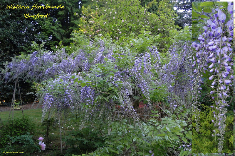 Wisteria floribunda 'Burford' Lavender Japanese Wisteria